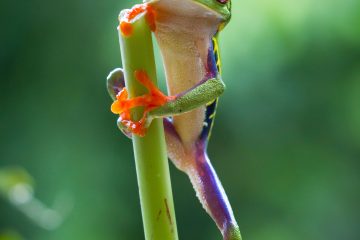 Planet Earth II 4K HDR Panasonic iPlayer